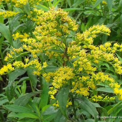 Solidago 'Strahlenkrone'