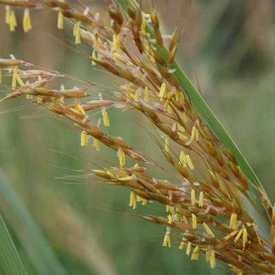 Sorghastrum nutans 'Indian Steel'