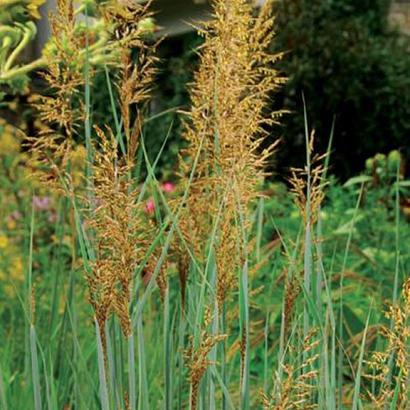 Sorghastrum nutans 'Indian Steel'