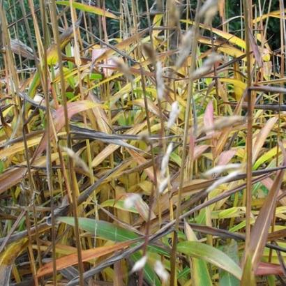 Spodiopogon sibiricus