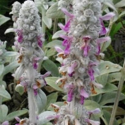 Stachys byzantina