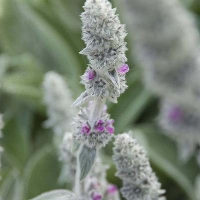 Stachys byzantina 'Big Ears'