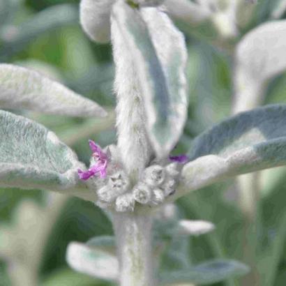 Stachys byzantina 'Cotton Boll'