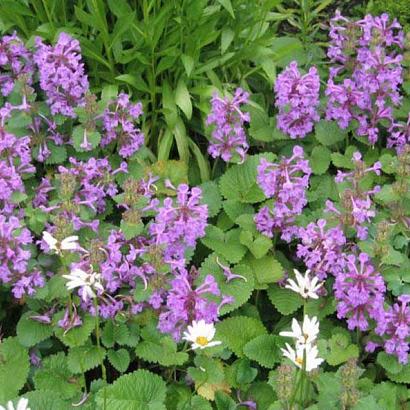 Stachys macrantha