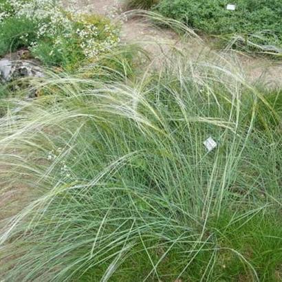 Stipa capillata