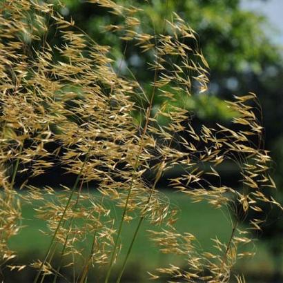 Stipa gigantea