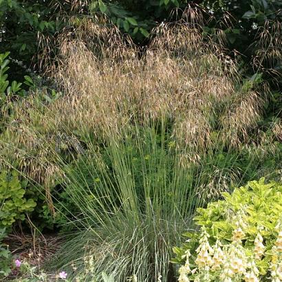 Stipa gigantea