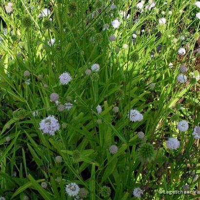 Succisella infl. 'Frosted Pearls'