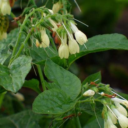 Symphytum grandiflorum