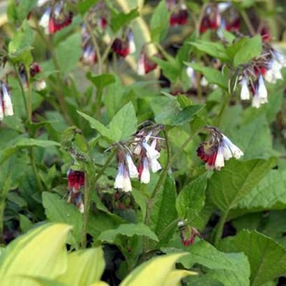 Symphytum grand. 'Wisley Blue'