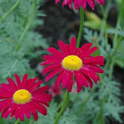 Tanacetum (C) 'Rob. Red'