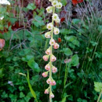 Tellima grandiflora