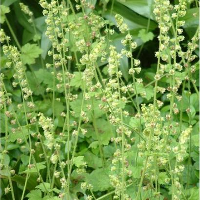 Tellima grandiflora