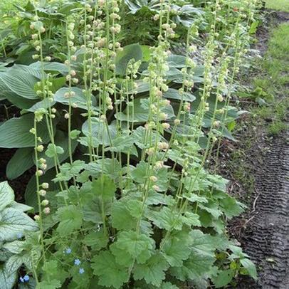 Tellima grandiflora