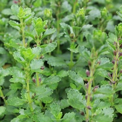 Teucrium lucidrys