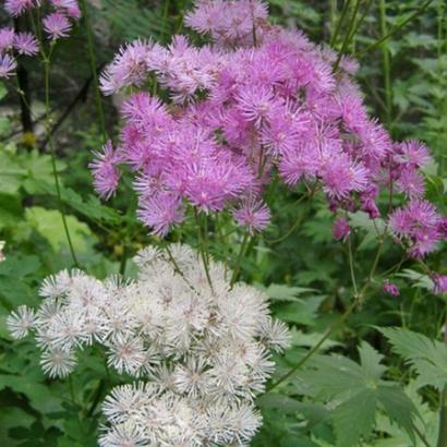 Thalictrum aquilegifolium