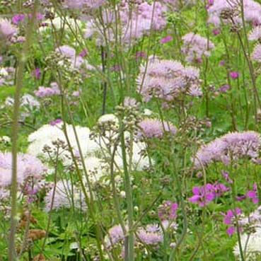 Thalictrum aquilegifolium