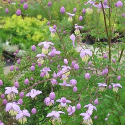 Thalictrum delavayi