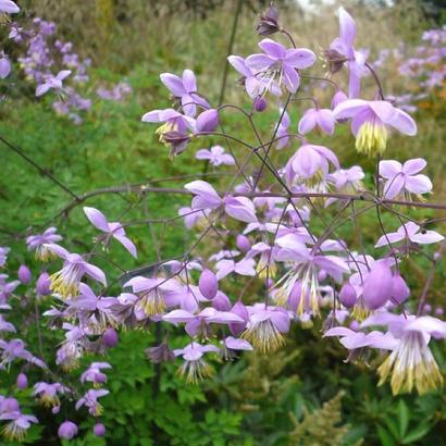 Thalictrum delavayi