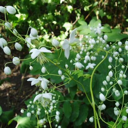 Thalictrum del. 'Album'