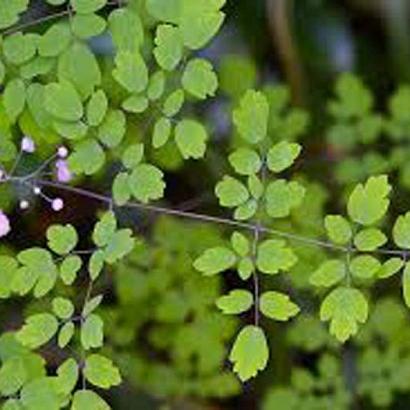 Thalictrum del. 'Hewitt's Double'