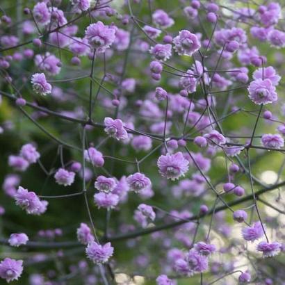 Thalictrum del. 'Hewitt's Double'