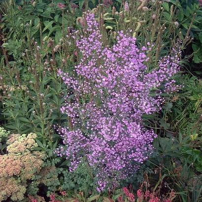 Thalictrum del. 'Hewitt's Double'