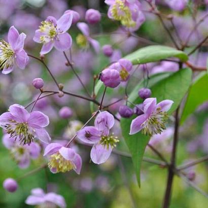 Thalictrum rochebrunianum