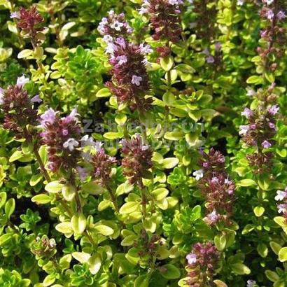 Thymus citriod. 'Bertram Anderson'