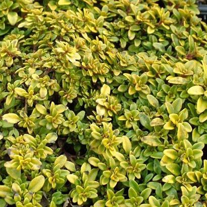 Thymus citriod. 'Bertram Anderson'