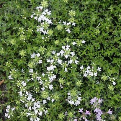 Thymus praecox 'Albiflorus'