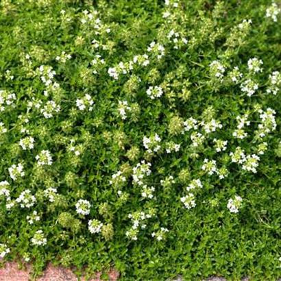 Thymus praecox 'Albiflorus'