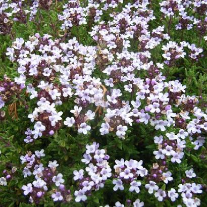 Thymus v. 'Compactus'