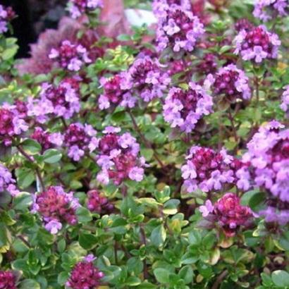 Thymus 'Doone Valley'