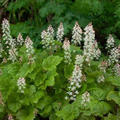 Tiarella cordifolia