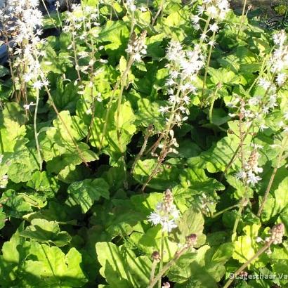 Tiarella wherryi