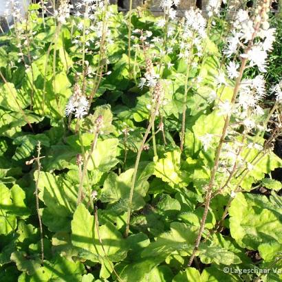 Tiarella wherryi