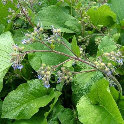 Trachystemon orientalis