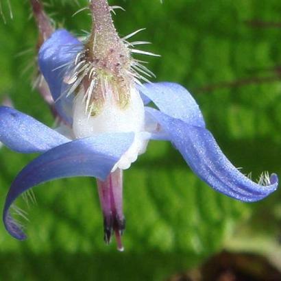 Trachystemon orientalis