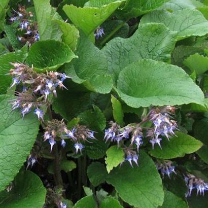 Trachystemon orientalis