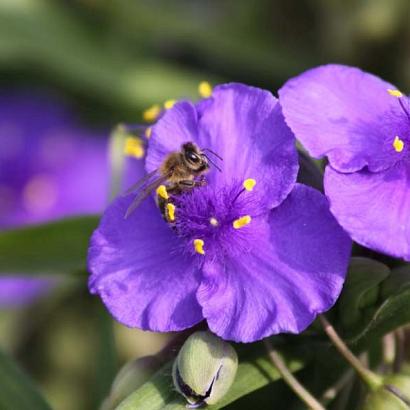 Tradescantia (A) 'Leonora'