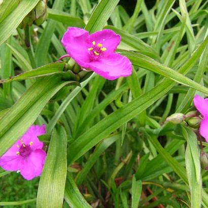 Tradescantia (A) 'Rubra'