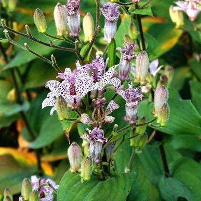 Tricyrtis formosana