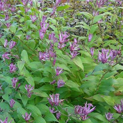 Tricyrtis hirta