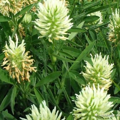 Trifolium ochroleucon