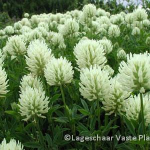 Trifolium ochroleucon