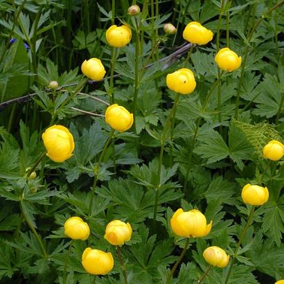 Trollius europaeus