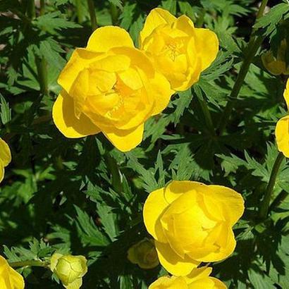 Trollius europaeus