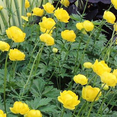 Trollius 'Lemon Queen'