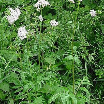 Valeriana officinalis